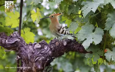 Die Natur fühlt sich zwischen den Weinbergen von Bepin De Eto heimisch