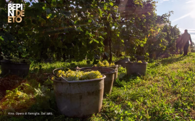Weinlese 2025: die Kunst der Rechtzeitigkeit